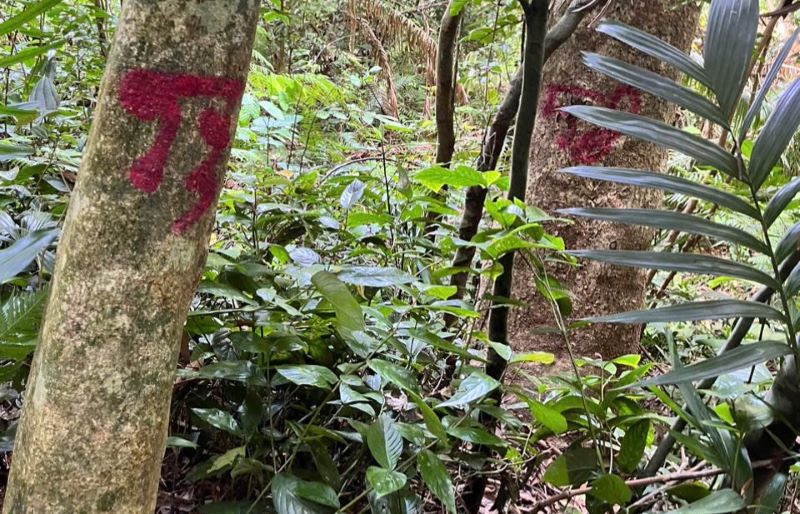 Algunos arboles de mas de 14 hectareas de bosque natural fueron subastados. Imagen de H.T