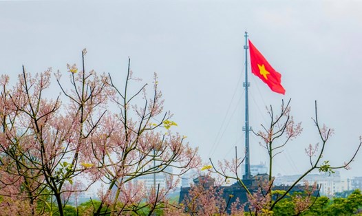 Hoa ngô đồng khoe sắc với góc nhìn Kỳ đài Kinh thành Huế.