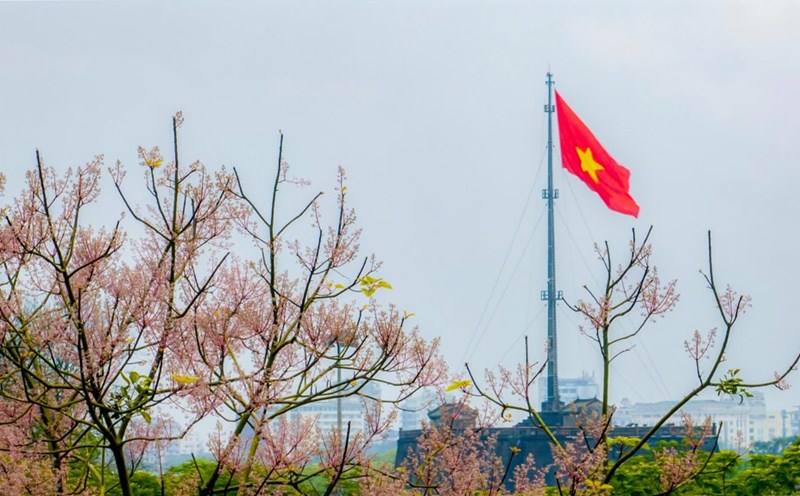 copper corn blooms show off their beauty with the view of Hue Citadel.