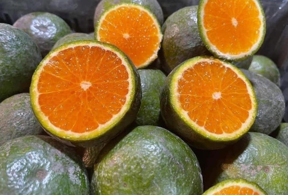Oranges are a fruit that can effectively support muscle growth and fat loss. Photo: Kieu Vu