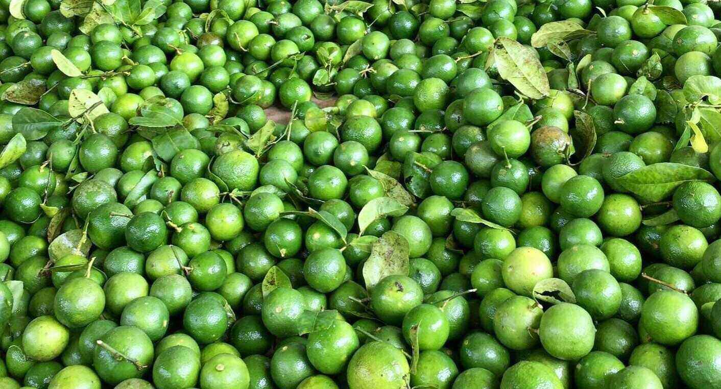 Drinking lemon water properly will help reduce fatty liver condition. Photo: Kieu Vu