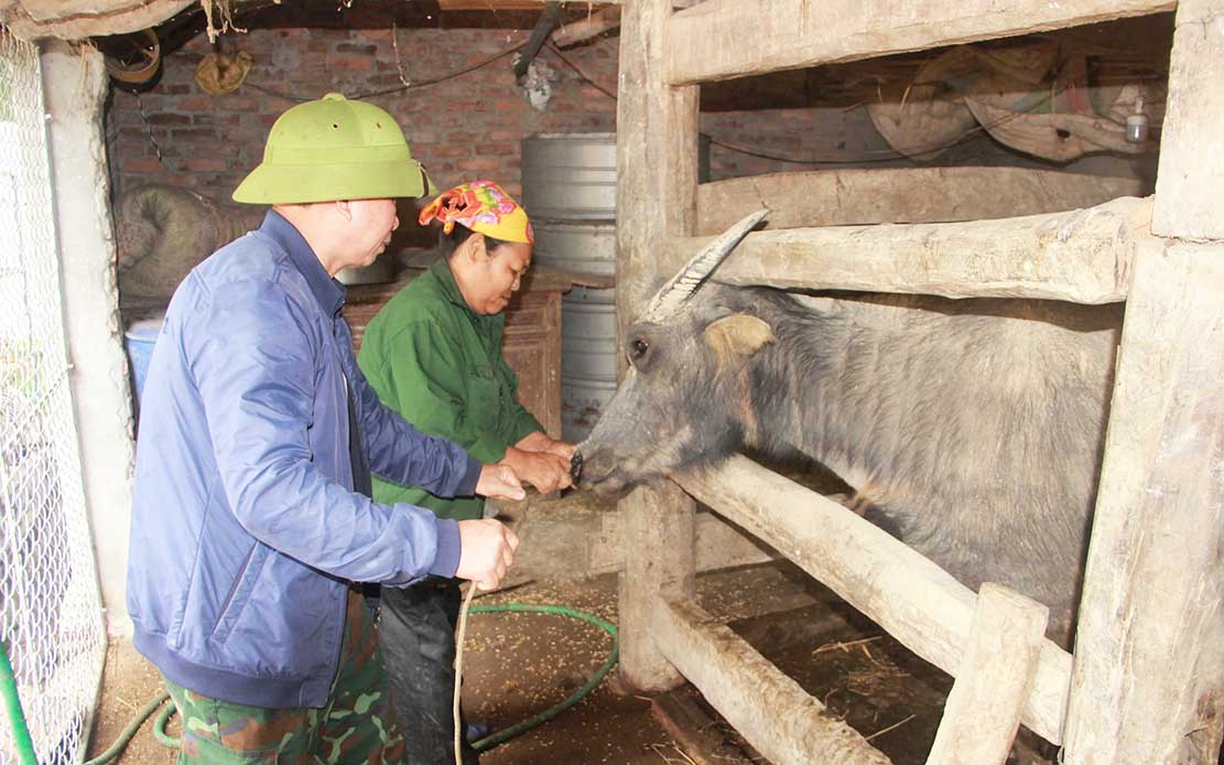 Nghe An veterinary staff vaccinate livestock against disease. Photo: Xuan Hoang