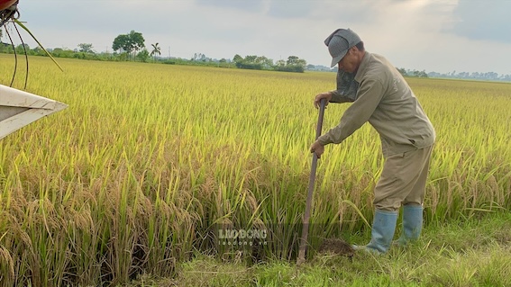 Los campesinos estan haciendo un camino para que las cosechadoras lleguen a los campos en el Pacifico.