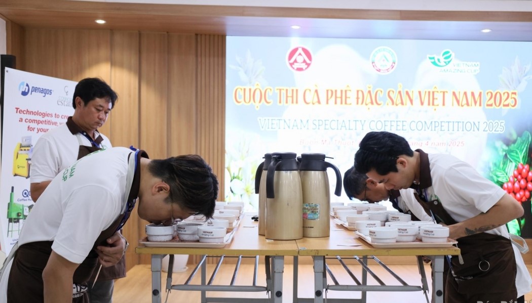The judges of the contest judged the coffee samples in the qualifying round. Photo: Minh Thuan