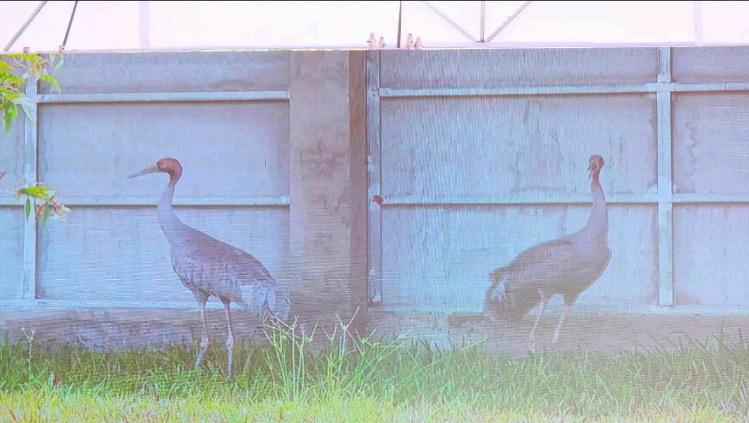 Dong Thap builds a sustainable ecosystem for the Red-crowned Cranes