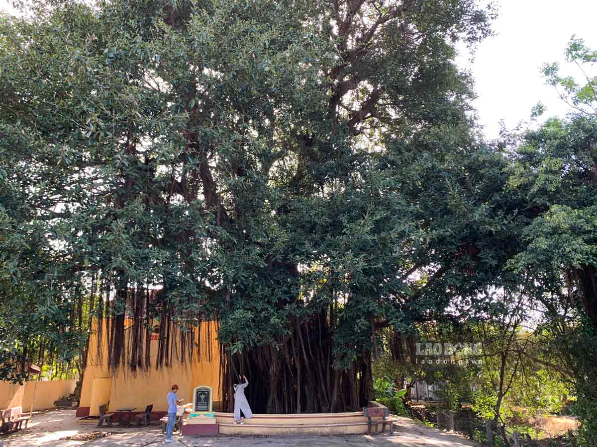 Arbol centenario de la ciudad de Phong Dong (en la ciudad de Hai Phuk, distrito de Hai Ha, provincia de Nam Dinh). Imagen de Havi