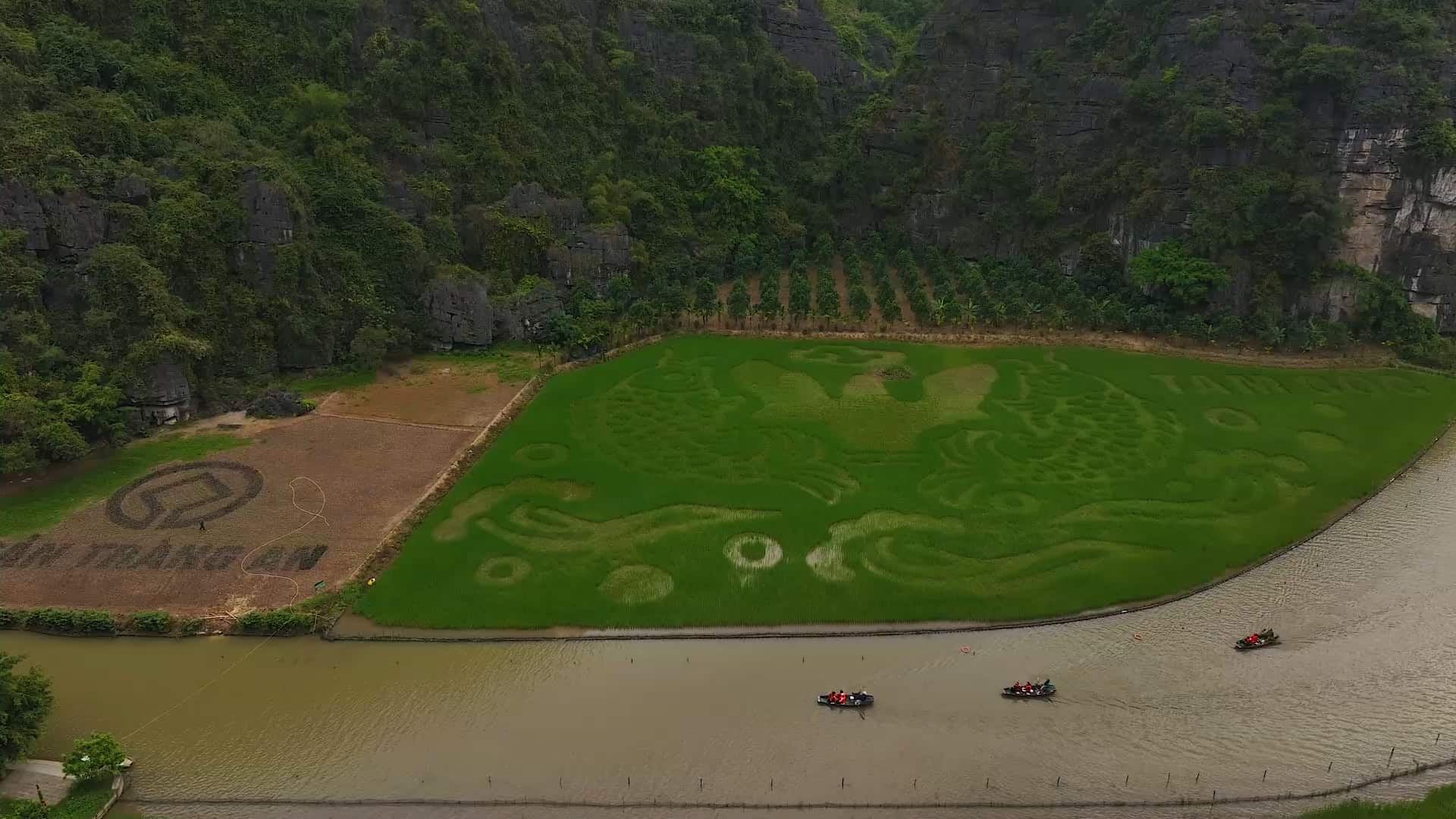 The folk painting "Chap vu ngan chong luong" is being shaped on Tam Coc rice field to serve the Ninh Binh Tourism Week 2025 event. Photo: Nguyen Truong