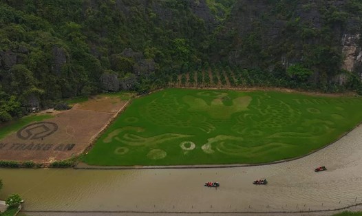 Bức tranh dân gian "Cá chép vượt vũ môn" đang được tạo hình trên cánh đồng lúa Tam Cốc để phục vụ sự kiện Tuần Du lịch Ninh Bình 2025. Ảnh: Nguyễn Trường