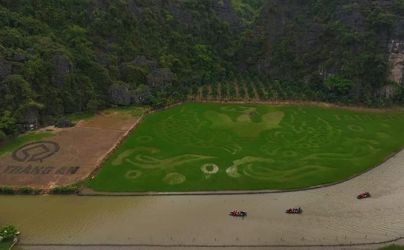 The folk painting "Chap vu ngan chong luong" is being shaped on Tam Coc rice field to serve the Ninh Binh Tourism Week 2025 event. Photo: Nguyen Truong