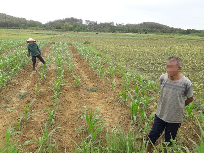Vung dat de thuc hien Du an dien mat troi Son Quang (nay la xa Quang Diem) nhung nhieu nam qua khong trien khai nen nong dan van canh tac tai day. Anh: Tran Tuan.