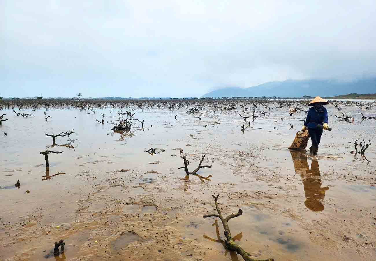 Decenas de hectareas de bosque salobre en la comuna de Kiha han estado muertas durante tres años. Imagen de la ciudad de Chan Tuen.