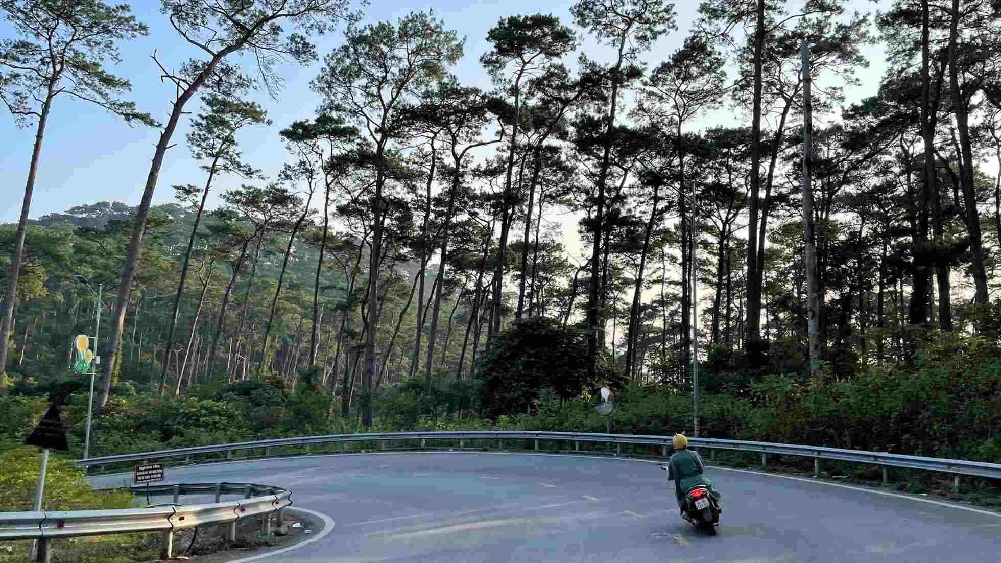Duong di vuon quoc gia Tam Dao thuoc tinh Vinh Phuc hien nay, sau sap nhap Vinh Phuc va Hoa Binh se “ve chung mot nha” voi tinh Phu Tho. Anh: Phong Linh
