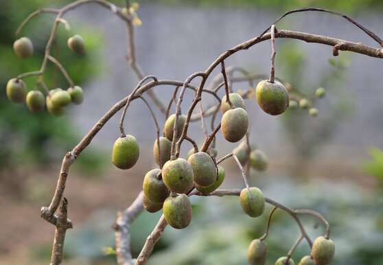 Chọn giống và chuẩn bị đất trồng cây cóc. Ảnh: Thùy Dương

