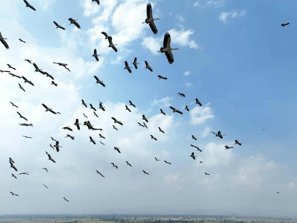A flock of rare snails in the fields of Ia Mron commune. Photo: Kien Le