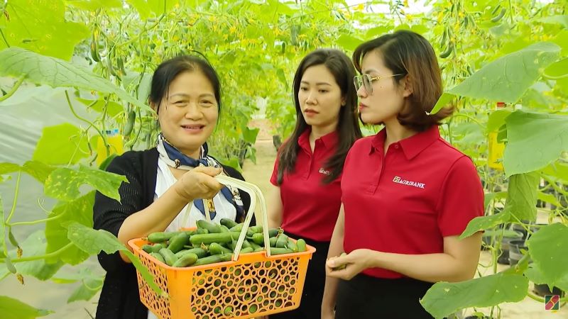 Ms. Nguyen Thi Tam, owner of an organic vegetable growing facility in Hoa Binh, is helping Agribank staff harvest tomato gardens in the greenhouse. Photo: Agribank