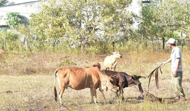 Xã Krông Na (tỉnh Đắk Lắk) dự kiến sẽ đổi tên thành xã Buôn Đôn. Ảnh: Bảo Trung