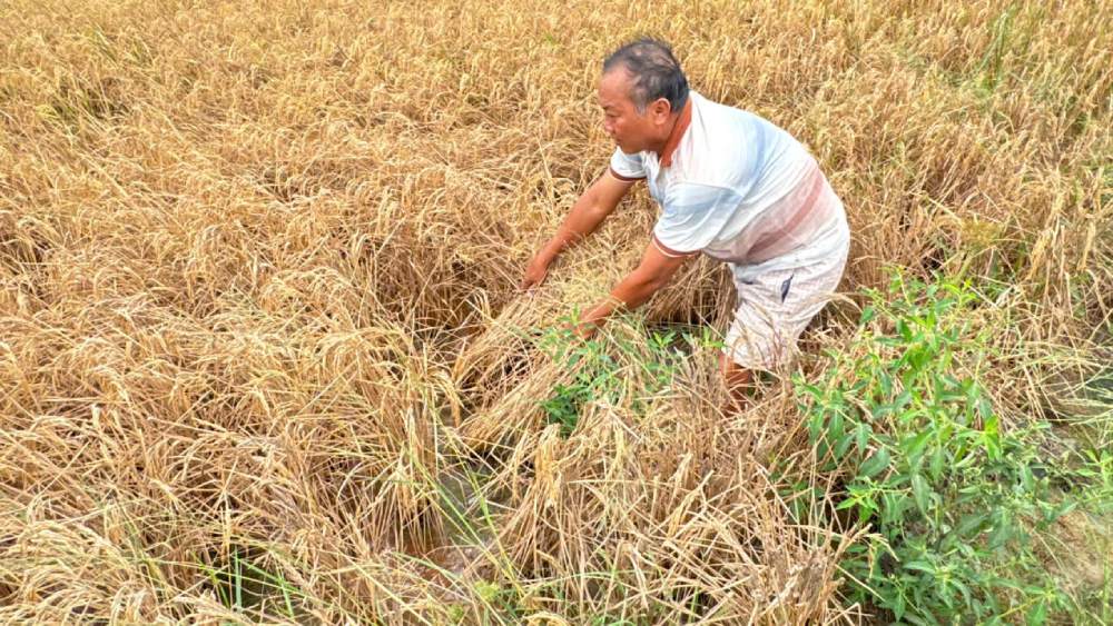 The rice area died abnormally next to the Can Tho - Ca Mau expressway. Photo: Yen Phuong