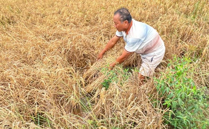 The rice area died abnormally next to the Can Tho - Ca Mau expressway. Photo: Yen Phuong