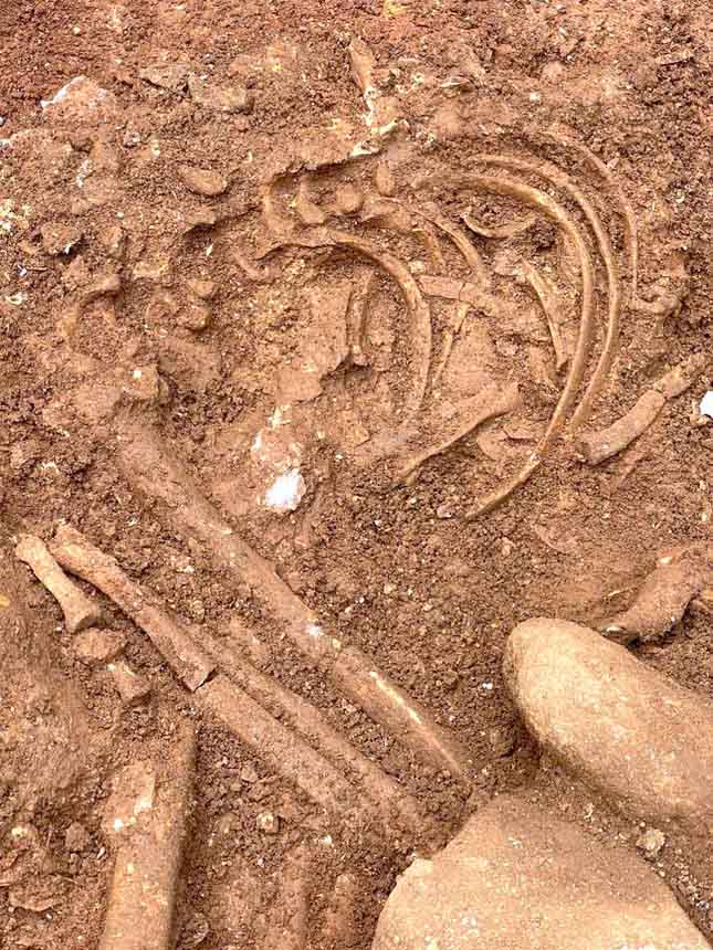 During the archaeological excavation, the authorities discovered 9 remains buried in a knee-down position. Photo: Ngoc Anh