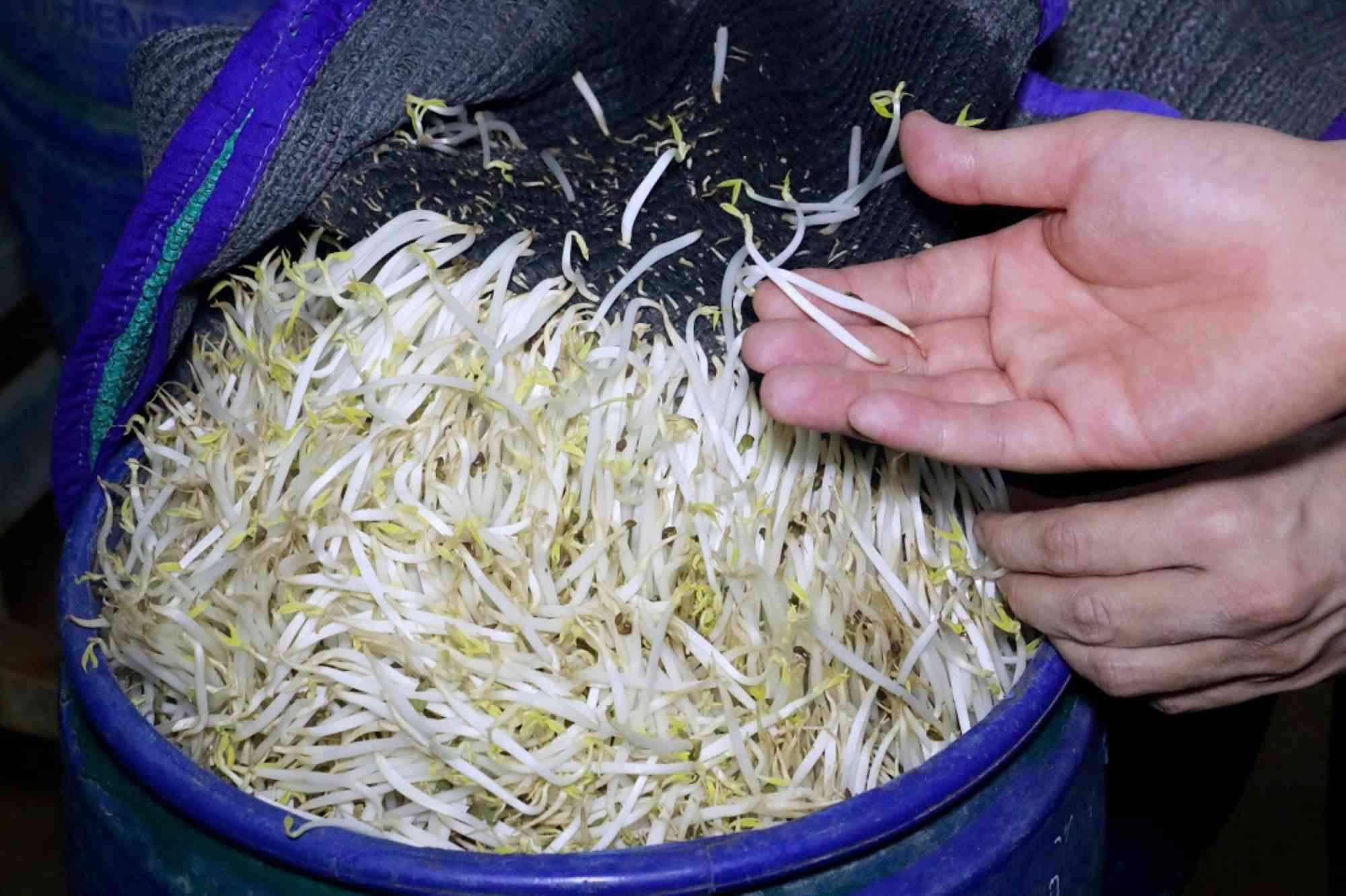 To increase output, make the product larger, more beautiful and prolong storage time, the subjects used chemicals that prohibited watering in bean sprouts. Photo: Ngoc Anh