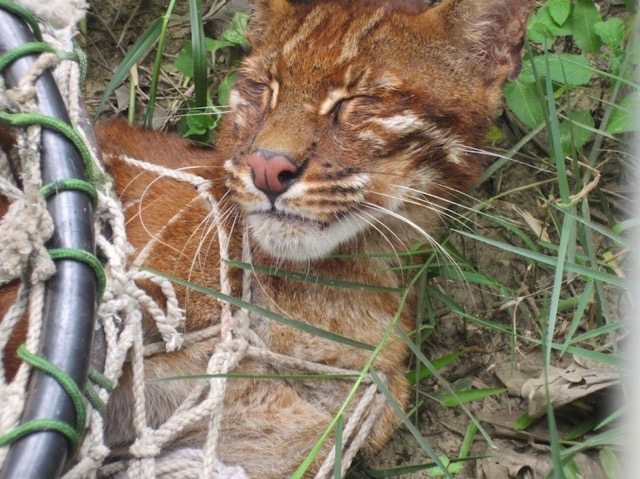 Los gorriones - especies de animales salvajes en peligro de extincion, raros, con prioridad de proteccion al mas alto nivel. Imagen: suministrada por ENV