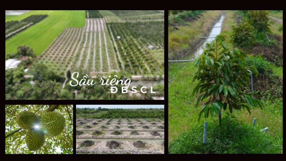 Cultivando su propio maiz para soñar con el oro en la Universidad de California en Berkeley