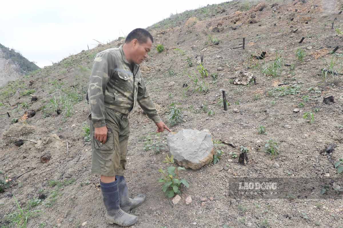 Mr. Diep Van Quang, 57 years old, Dong Cao village, Thong Nhat commune, Ha Long city, Quang Ninh province, led the reporter to the place where the rock was thrown from the mine to his family's forest. Photo: Doan Hung