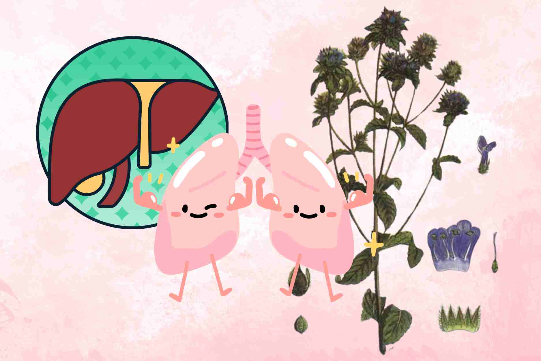 To have a healthy liver and clean lungs, you should drink this herb every day