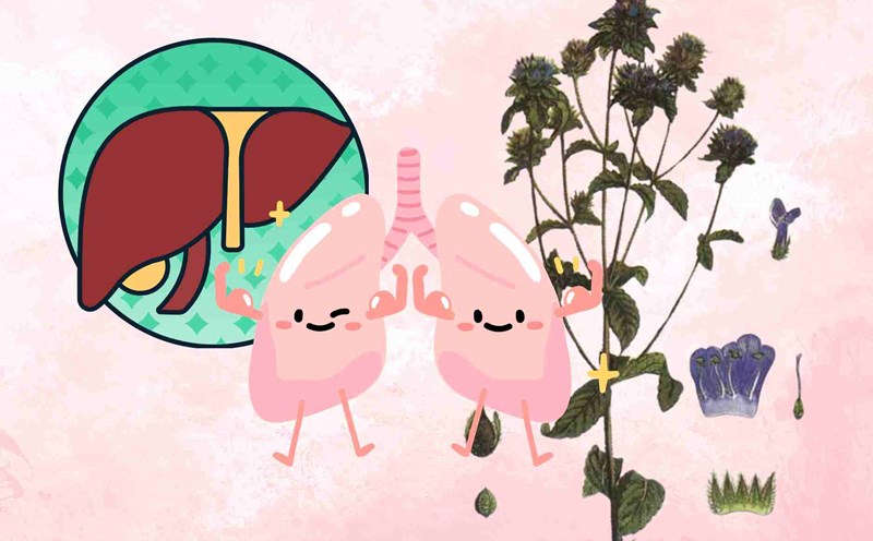 To have a healthy liver and clean lungs, you should drink this herb every day