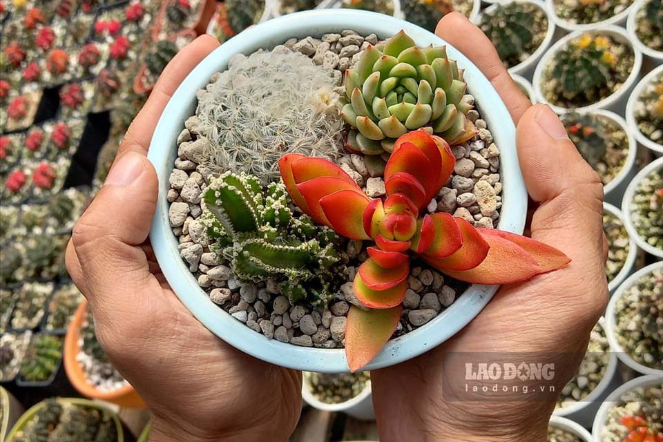 Sen đá là loài cây trồng trong nhà phù hợp vào mùa hè. Ảnh: Thanh Sơn