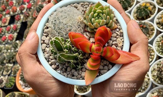 Sen đá là loài cây trồng trong nhà phù hợp vào mùa hè. Ảnh: Thanh Sơn