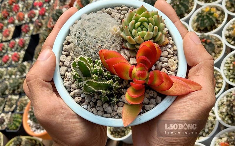 Stone lotus is a suitable indoor plant in the summer. Photo: Thanh Son