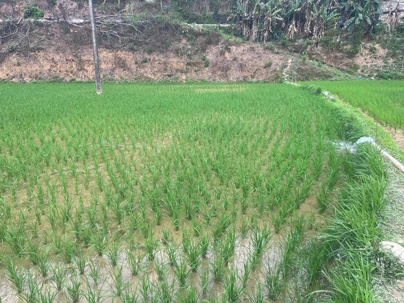 Nhung manh ruong duoc tiep nuoc. Anh: Cong an xa Quang Trong