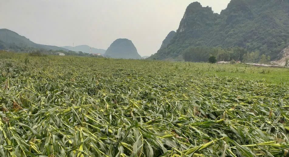 The roaring rain and tornadoes caused dozens of hectares of crops to break. Photo: C. Sang.