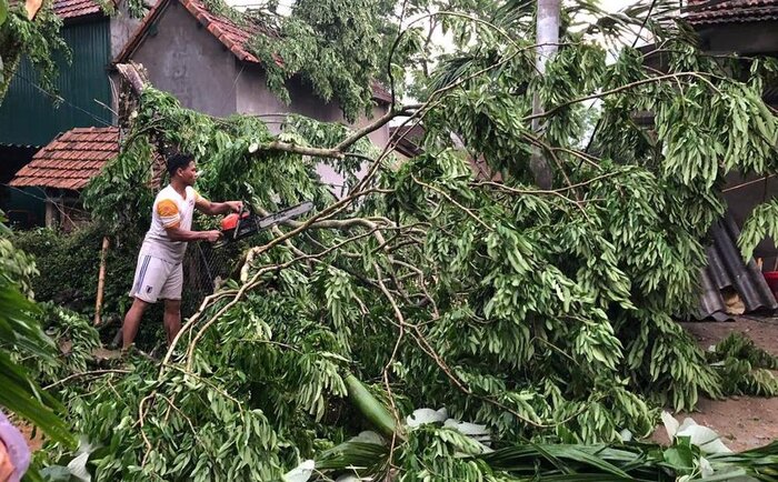 Nguoi dan don dep cay coi nga do sau dong loc. Anh: Tan Minh.