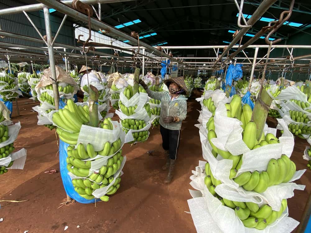 Thousands of hectares of bananas in Gia Lai province are exported abroad, bringing in large revenues. Photo: Thanh Tuan