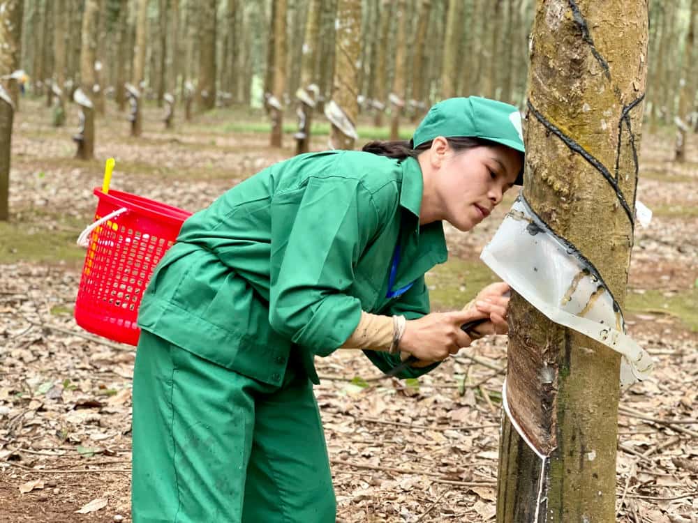 San pham tu mu cao su cung chiem ti trong cao trong cac san pham xuat khau chu luc cua Gia Lai. Anh: Thanh Tuan