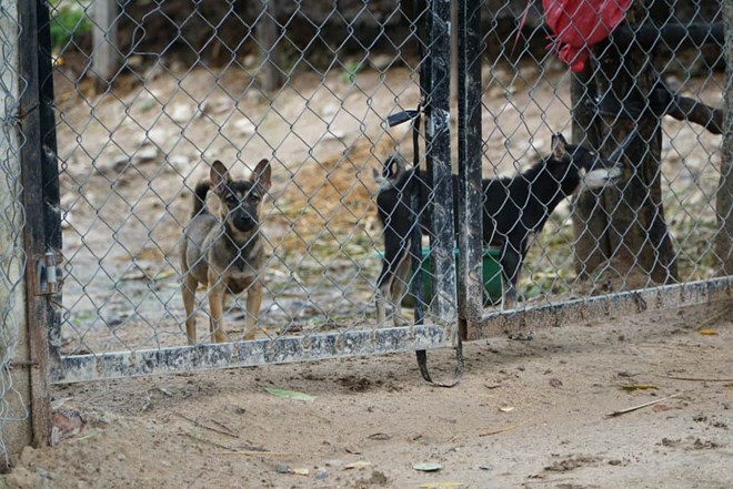 La gente necesita vacunarse contra la rabia despues de ser mordido por perros o gatos. Imagen de la pagina web de la organizacion