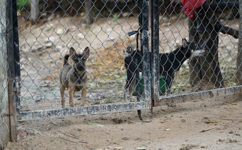 People need to be vaccinated against rabies after being bitten by dogs and cats. Photo: Thanh Tuan
