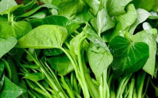 Sweet potato leaves are said to help protect blood vessels, so housewives can add them to their family's meals with the right dosage. Photo: Kieu Vu