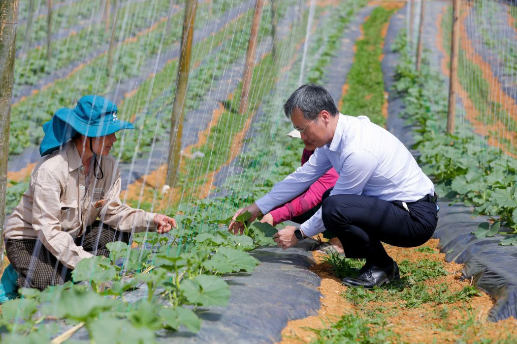 Expert Miyazoe Mikio guides people to grow vegetables safely. Photo: JICA