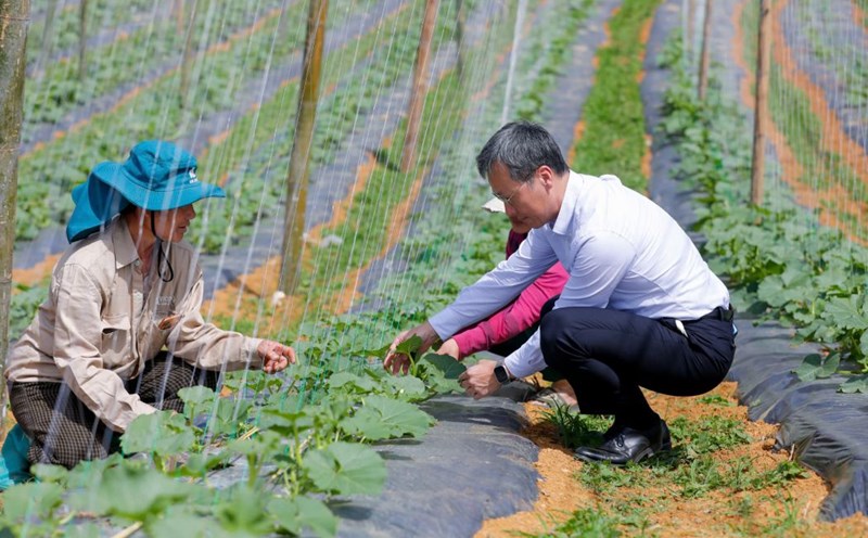 Expert Miyazoe Mikio guides people to grow vegetables safely. Photo: JICA