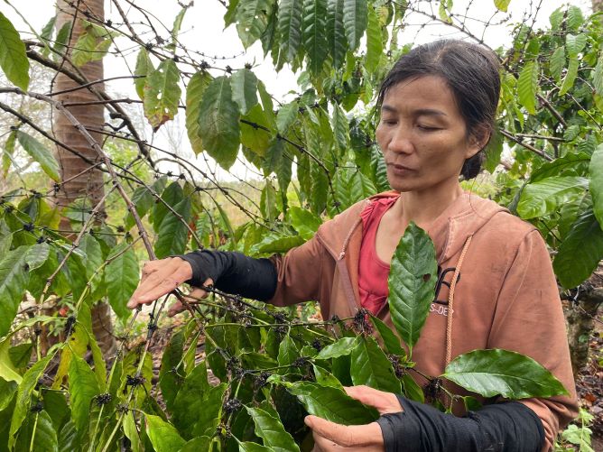 Los gusanos de cera aparecieron en los cafetos. Imagen de la pagina de la revista