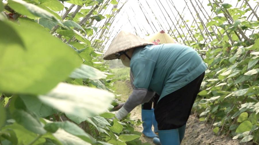 Green agricultural production model of Viet Long Company. Photo: Doan Hung