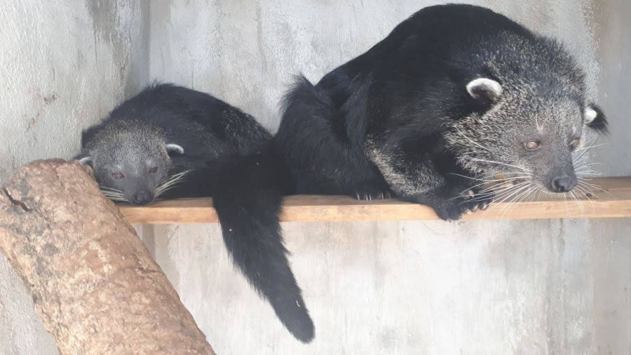 The two mountain goats were illegally transported for trading. Photo: ENV