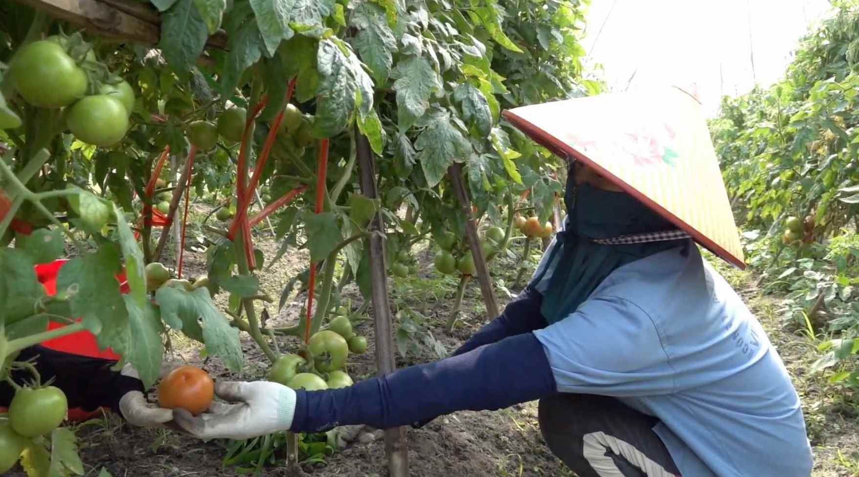 Viet Long Company's green agricultural production model struggles to find a source of green credit loans. Illustrative photo: Doan Hung