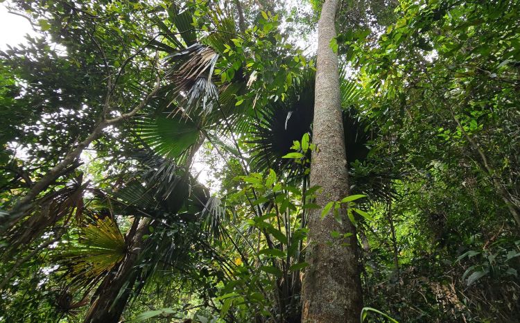 La madera de mas de 14 hectareas de bosque fue subastada. Imagen: El Renacimiento