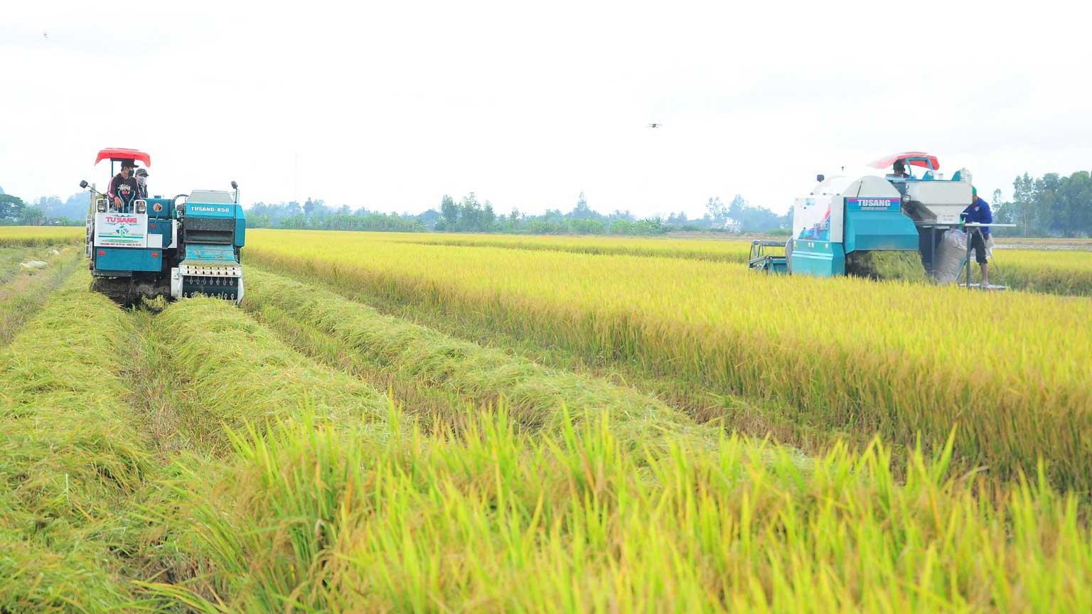 La construccion de la marca de reduccion de emisiones contribuye a elevar el nivel de arroz de Vietnam.