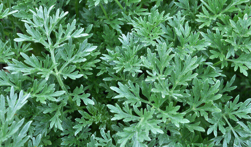 Saute is a vegetable that women love to use in their diet. Photo: Kieu Vu