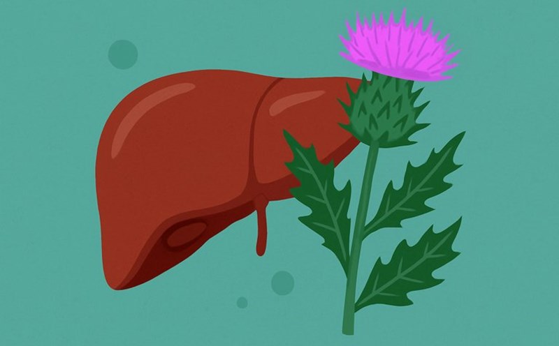 Milk plant is a herb used in traditional medicine to treat liver problems. Graphic photo: Hoang Loc